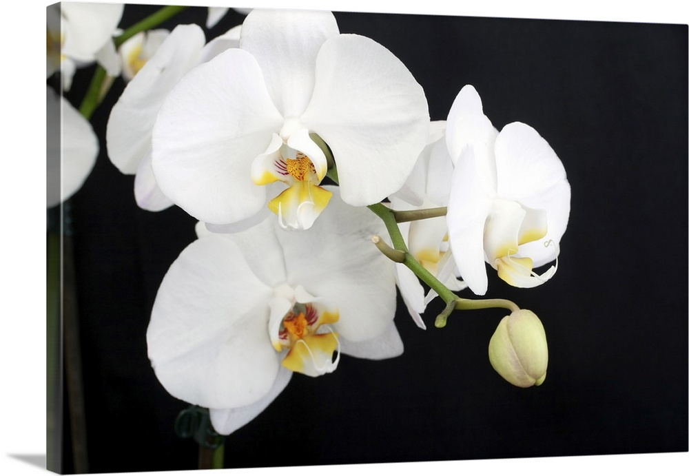 Beautiful white Phalaenopsis orchid on black background.