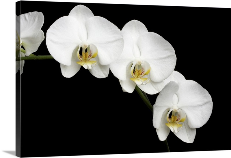 White Orchids On Black Background | Great Big Canvas