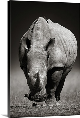 White Rhinoceros In Due-Tone