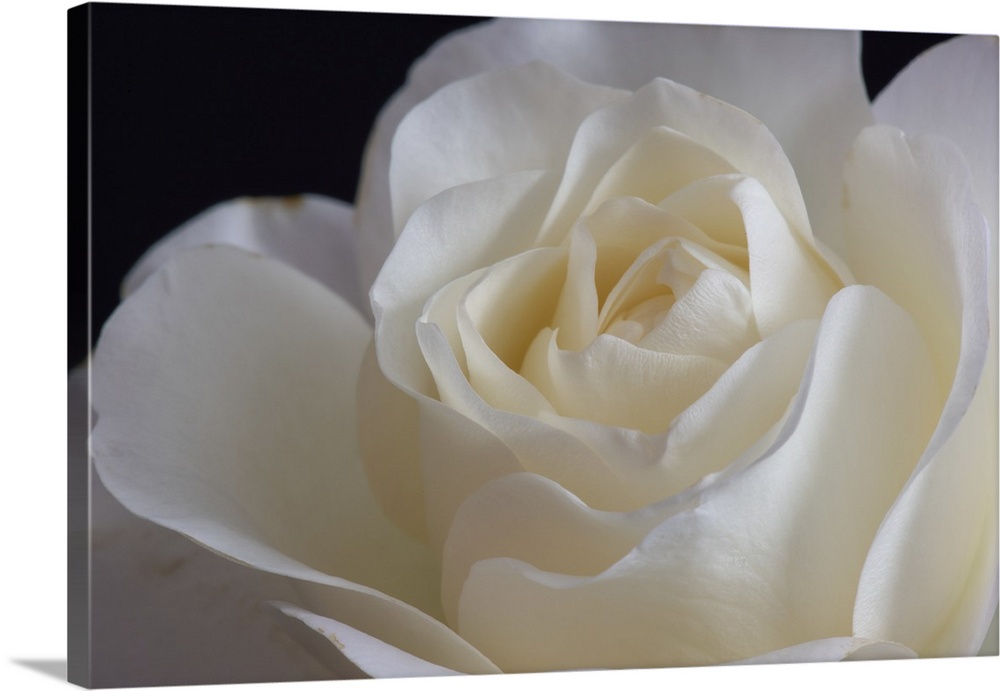 White Rose Blossom