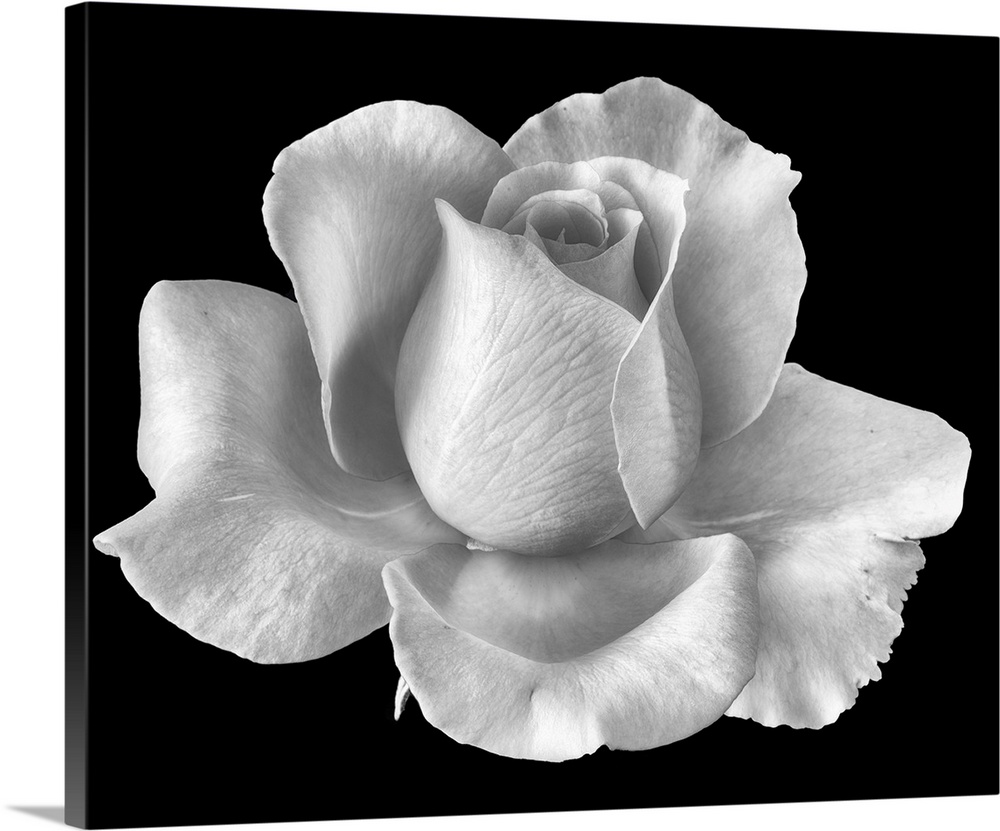White Rose Blossom