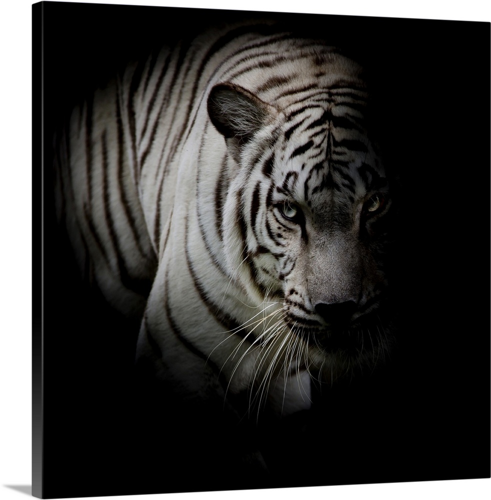 White tiger isolated on black background.