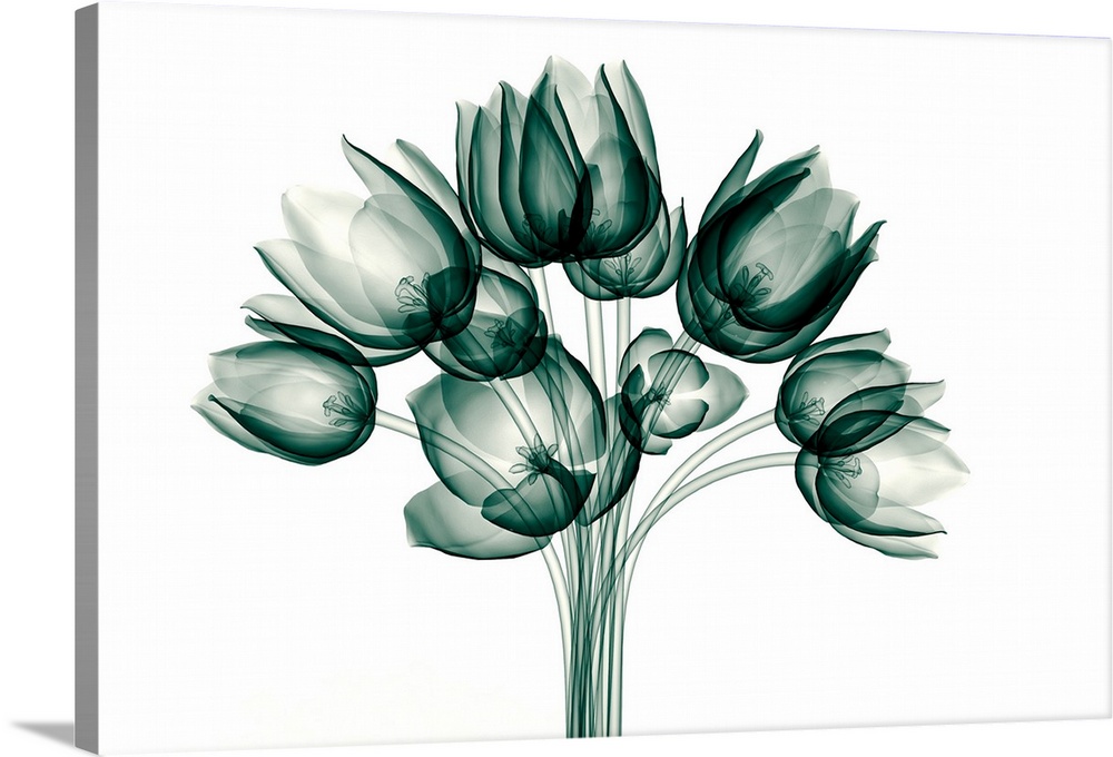 X-Ray Image Of A Tulip