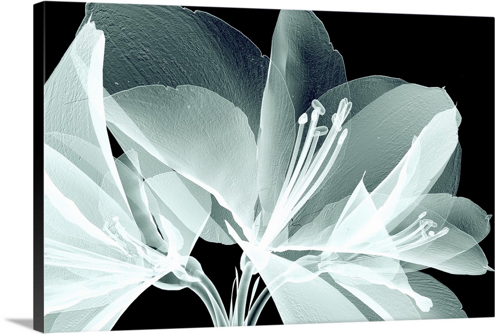 Rontgen image of a flower isolated on white, the bell agapanthus.