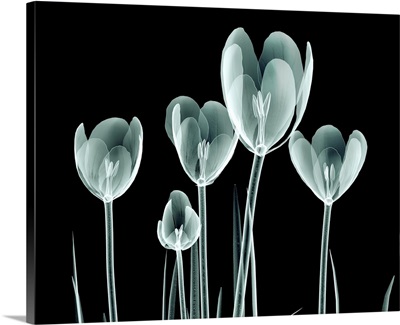 X-Ray Image Of A Flower Isolated On Black, The Crocus