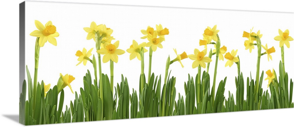Yellow daffodils isolated on white.