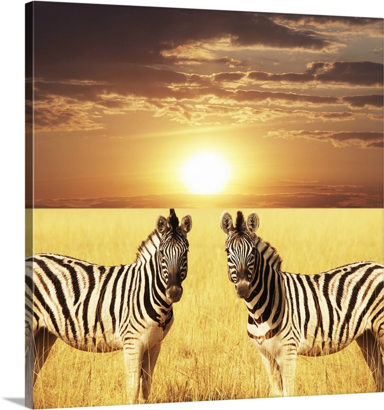 Zebra Great Big Canvas