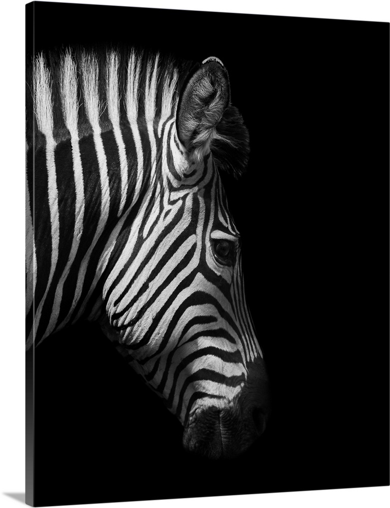 Zebra head from the side in black and white.