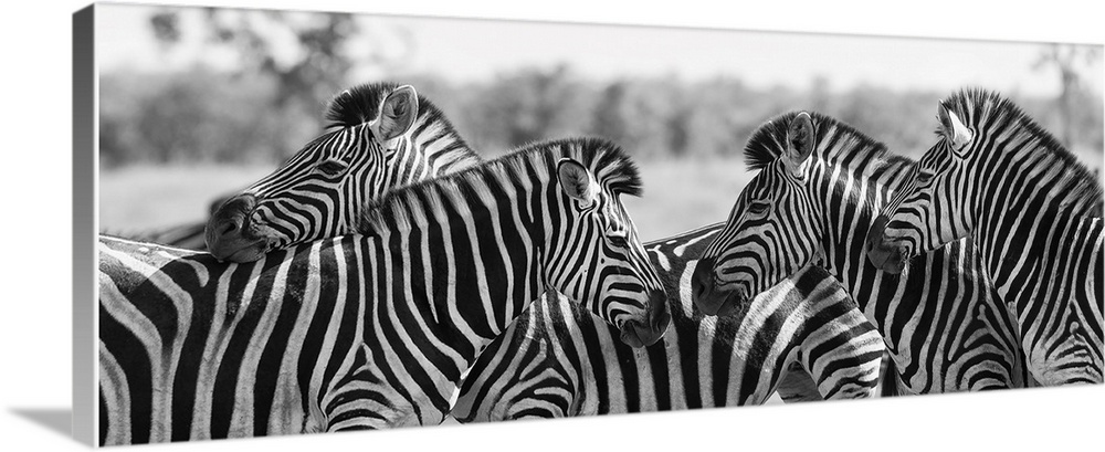 Zebra herd in a black and white photo with heads together.
