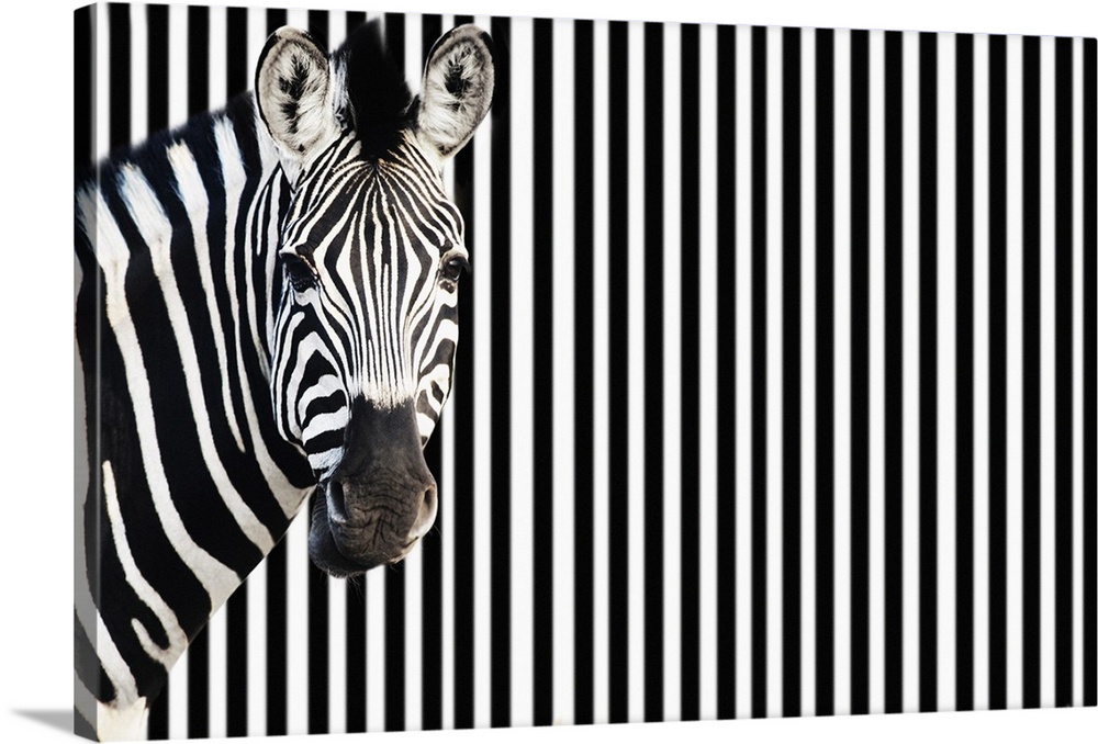 Zebra on striped background looking at camera.