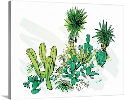 Desert Dome - Cactus Family