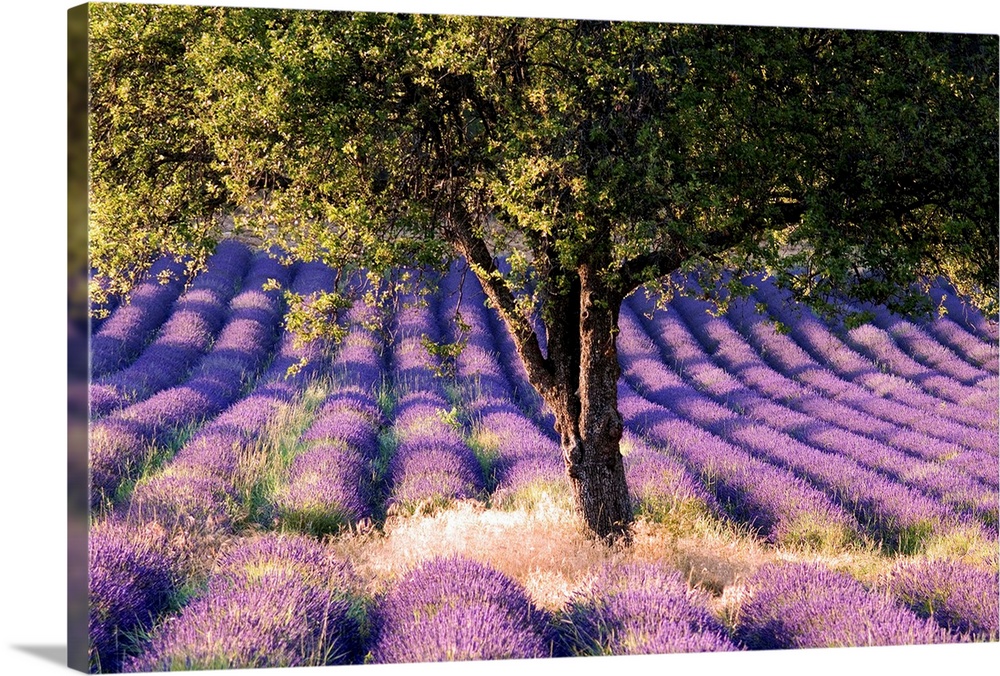 France, Provence-Alpes-C..te d'Azur, Lavender field