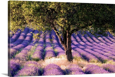 > France, Provence-Alpes-Cote d'Azur, Lavender field