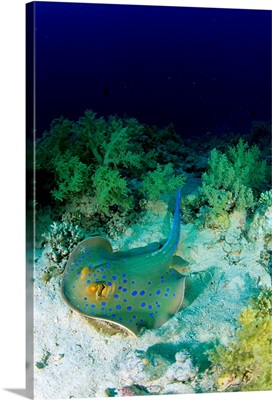 Africa, Egypt, Red Sea, Blue spotted stingray