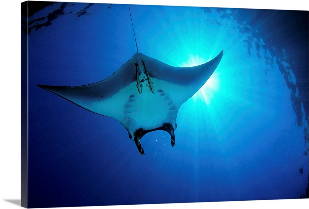 Africa, Egypt, Red Sea, Manta Ray