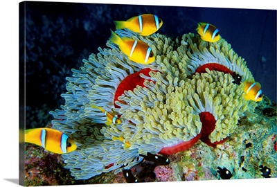 Africa, Egypt, Red Sea, Panorama Reef, clownfish