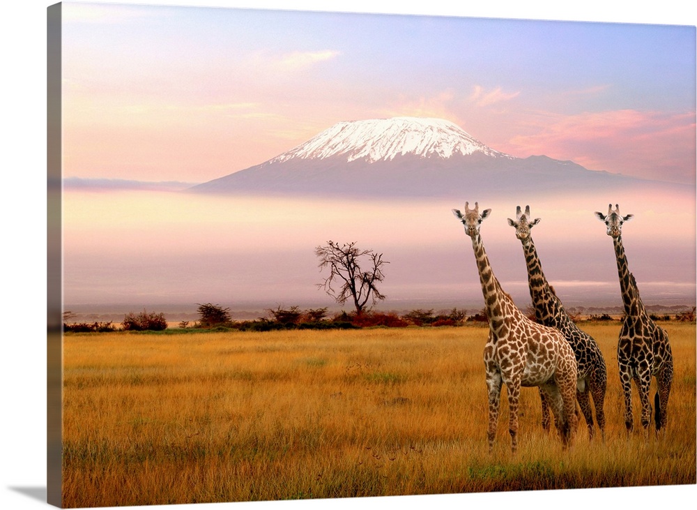Giraffe and Kilimanjaro, Amboseli Park, Kenya