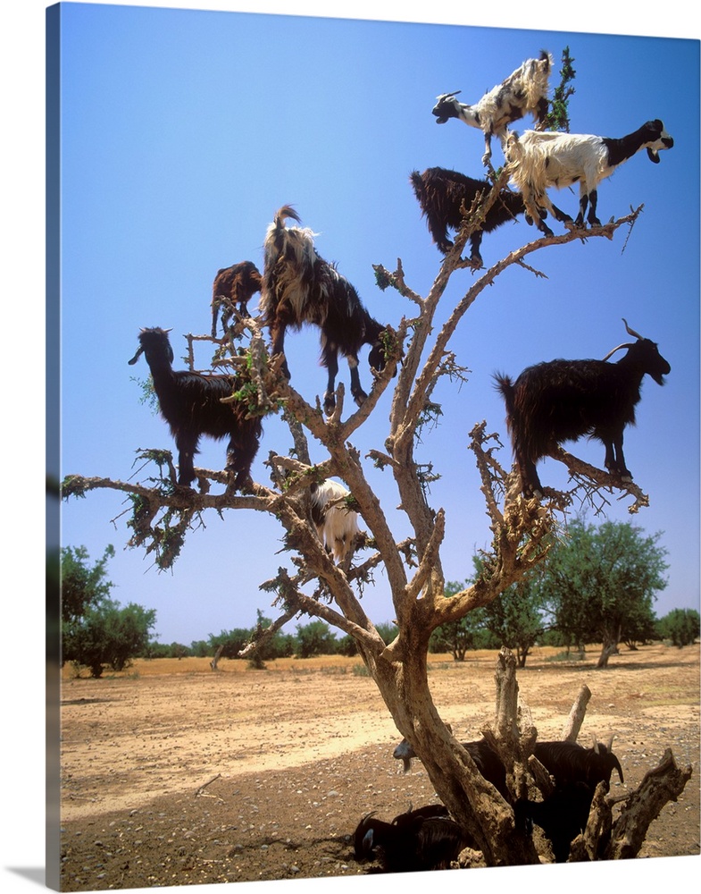 Africa, Morocco, Al-Magreb, Dades Valley, goats on a tree