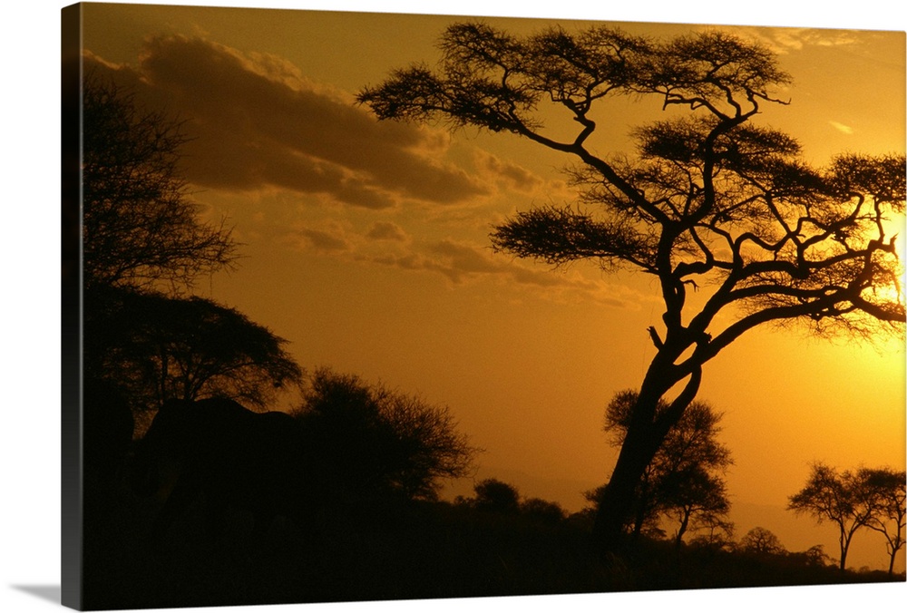 Africa, Tanzania, Tarangire National Park, sunset