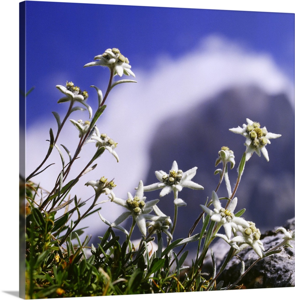 Alpine flower, leontopodium, Alpine flower, leontopodium, stella alpina  Solid-Faced Canvas Print