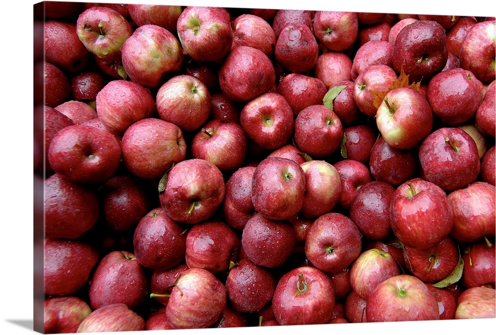 Usa.Vermont.Vermont Fancy Mcintosh apples at "Cold Hollow Cider Mill".