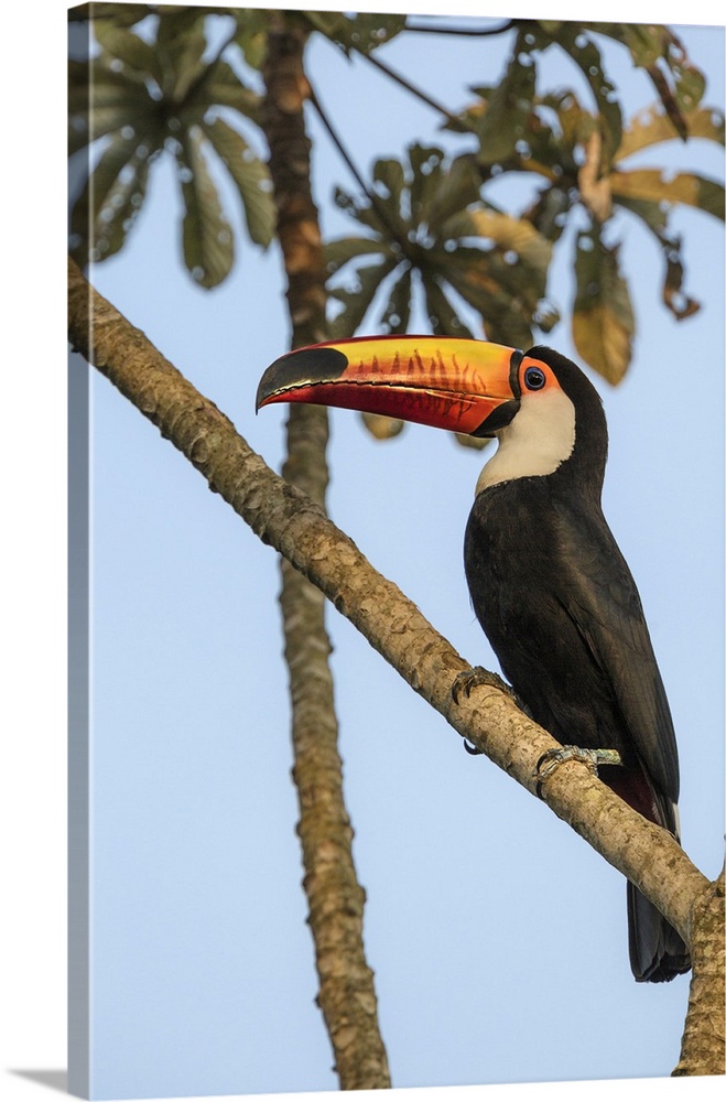 Argentina, Misiones, Puerto Iguazu, Iguazu National Park, Toco toucan on a tree in Iguazu falls national Park