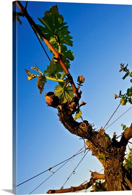 Argentina, Mendoza, detail of grape vine