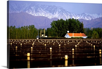 Argentina, Mendoza, vineyard