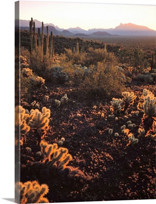Arizona, Organ Pipe Cactus National Monument, Sonoran Desert, Morning light