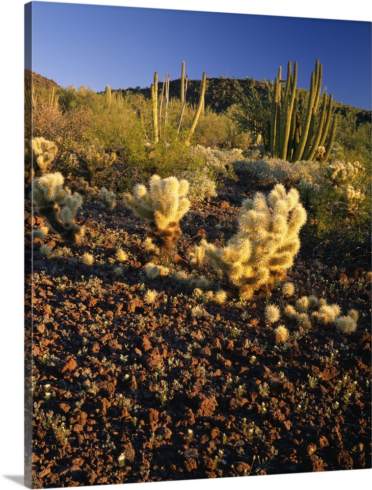 United States, USA, Arizona, Organ Pipe Cactus National Monument, American Southwest, Teddy Bear Cholla and Organ Pipe cacti