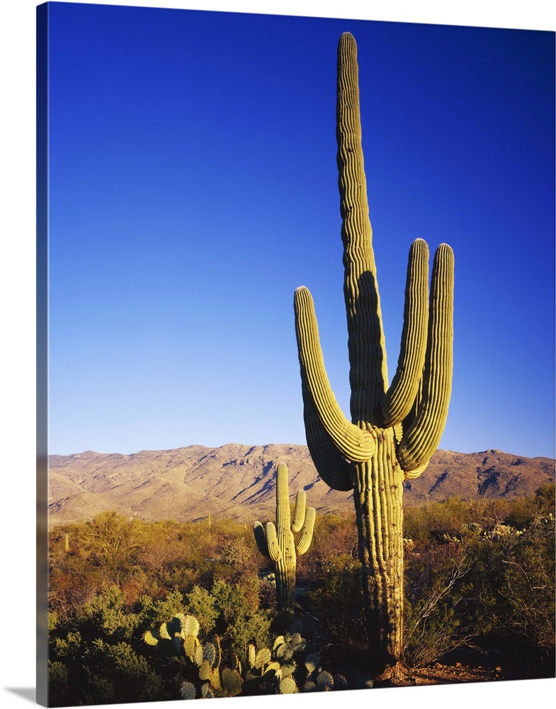 Arizona, Sonoran Desert, Saguaro National Park, Tucson, Giant Saguaro cactus