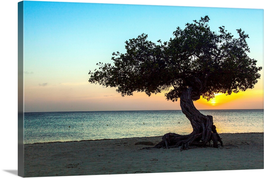 Aruba, Divi-divi tree, beach scene at sunset