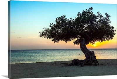Aruba, Divi-divi tree, beach scene at sunset