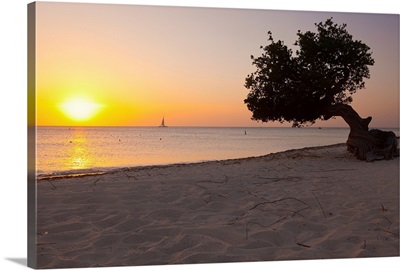 Aruba, Divi tree, beach scene at sunset