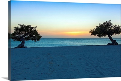Aruba, Divi trees, beach scene at sunset