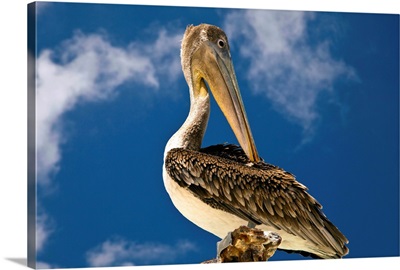 Aruba, Druif Beach, Pelican on pylon