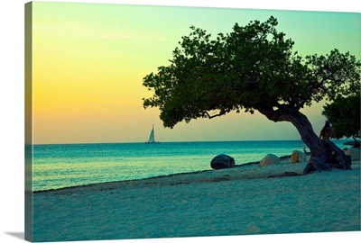 Aruba, Eagle beach, Divi tree at sunset