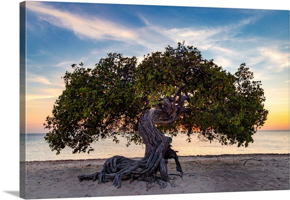 Aruba, Eagle beach scene with Fofoti tree.
