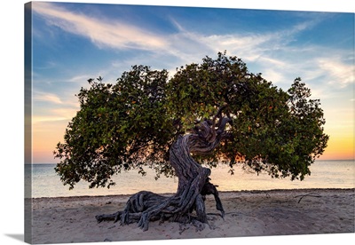 Aruba, Eagle Beach Scene With Fofoti Tree