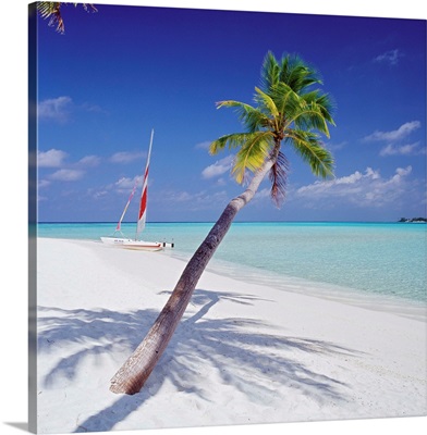 Asia, Maldives, Palm tree and catamaran