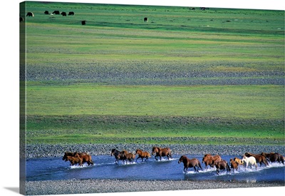 Asia, Mongolia, South Khangai, Ovorhangay, Orkhon valley, horses