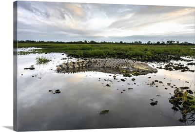 Australia, Kakadu National Park, Large saltwater crocodile on the billabong
