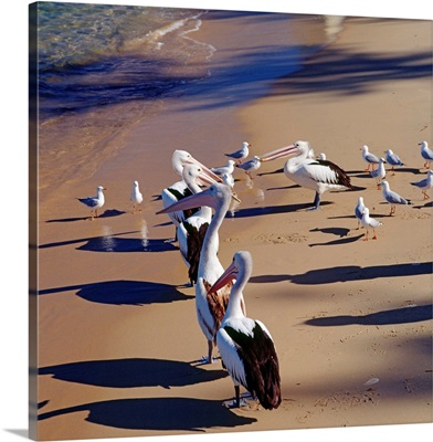 Australia, Oceania, New South Wales, Pelicans on the beach