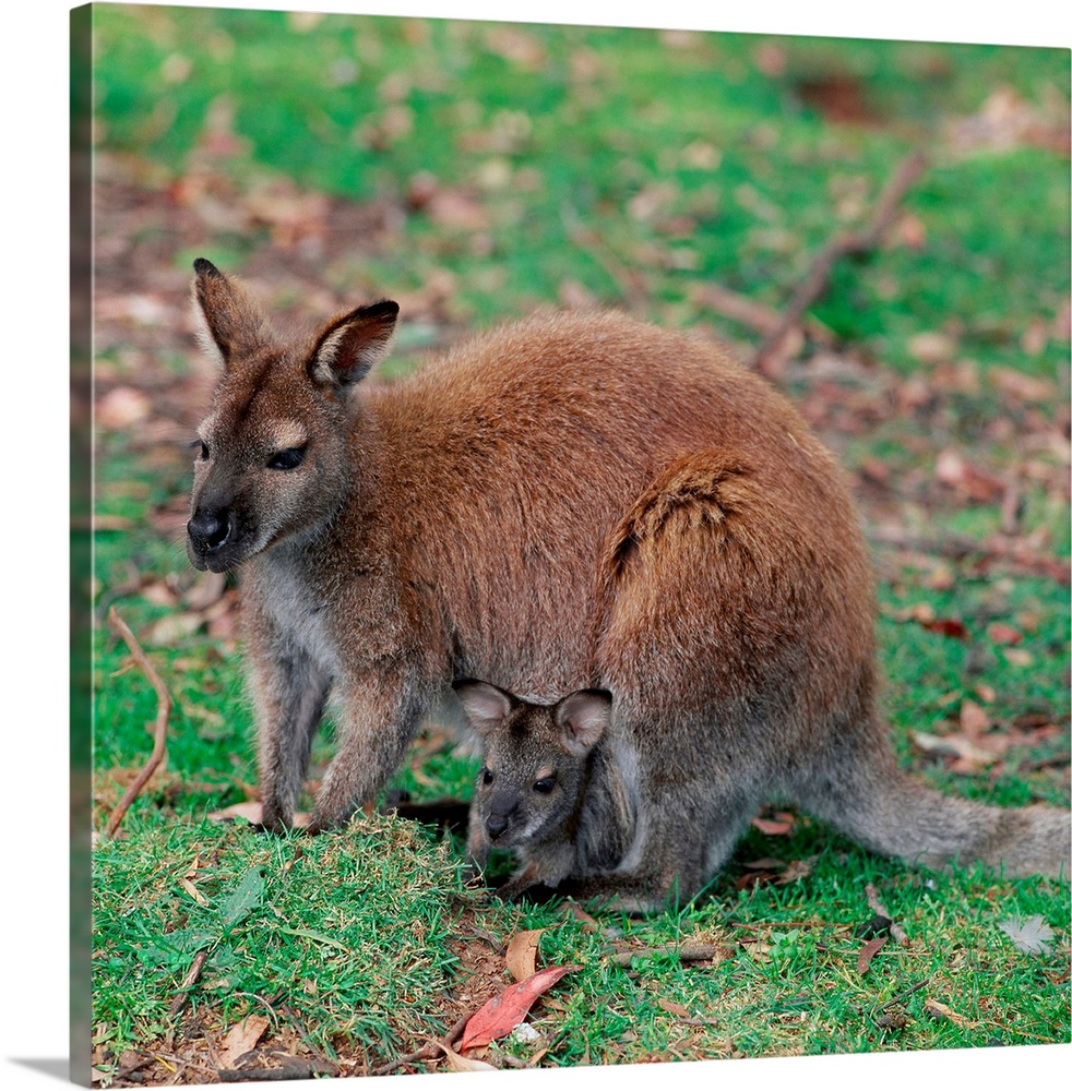 Australia, Wallaby with Baby Inside Pouch