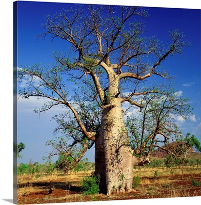 Australia, Western Australia, Baobab tree