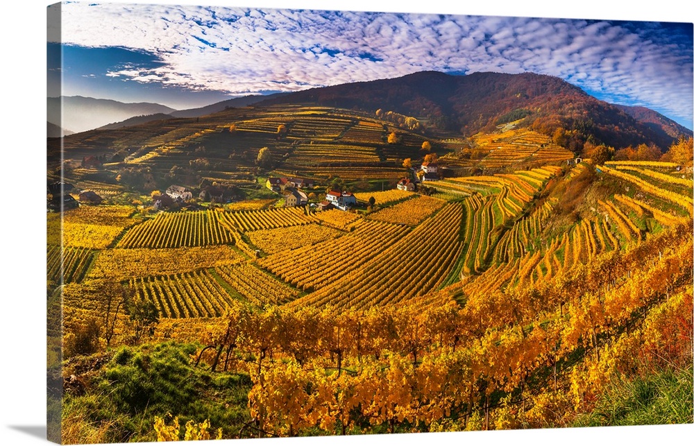 Austria, Lower Austria, Wachau, Spitz, Vineyards in autumn.