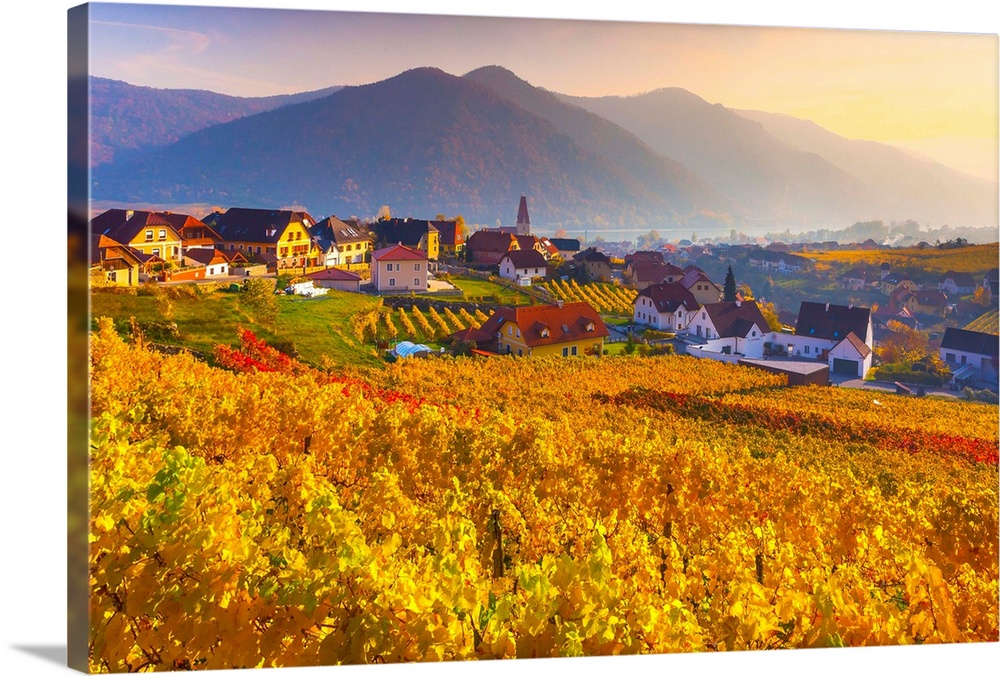 Austria, Lower Austria, Wachau, weibenkirchen in der Wachau, Vineyards in autumn.