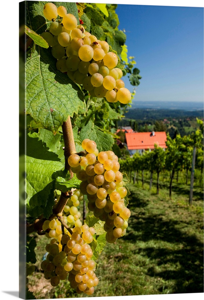 Austria, Styria, Central Europe, Kitzeck im Sausal, Sausaler wine road, vineyard