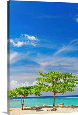 Barbados, Worthing Beach, locally known as Sandy Beach, Sea almond trees
