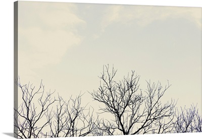 Bare Tree Branches Against Overcast Sky